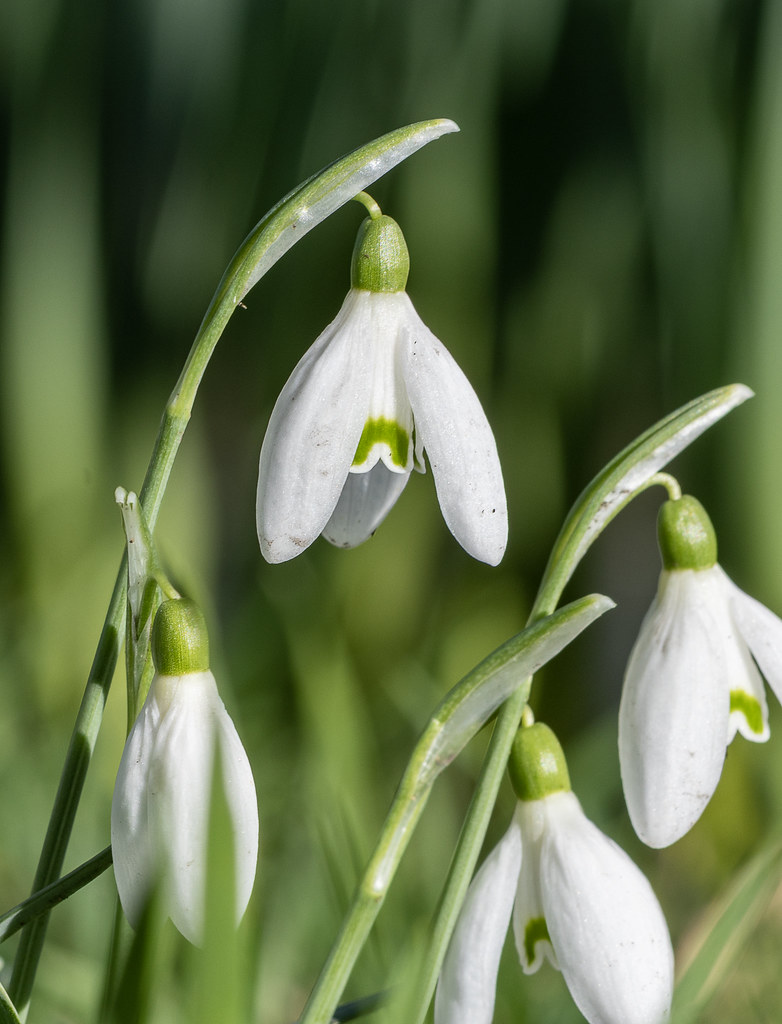 Spring Snowdrops at Daresbury