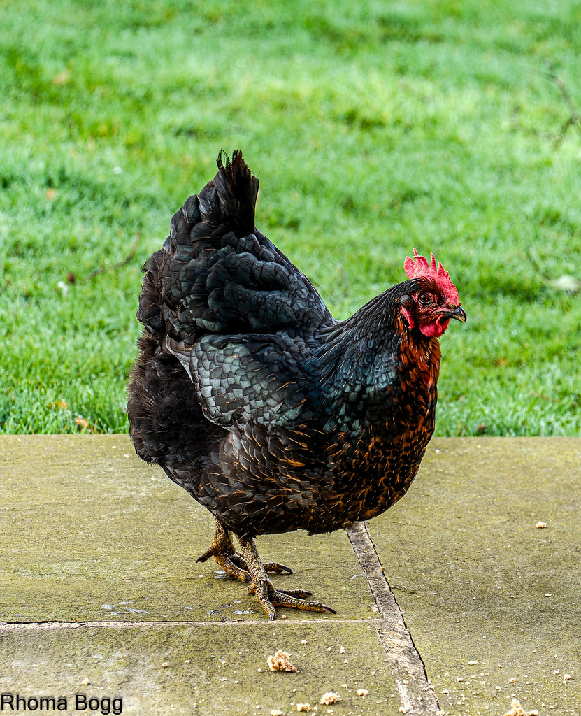 Rooster Strutting Away
