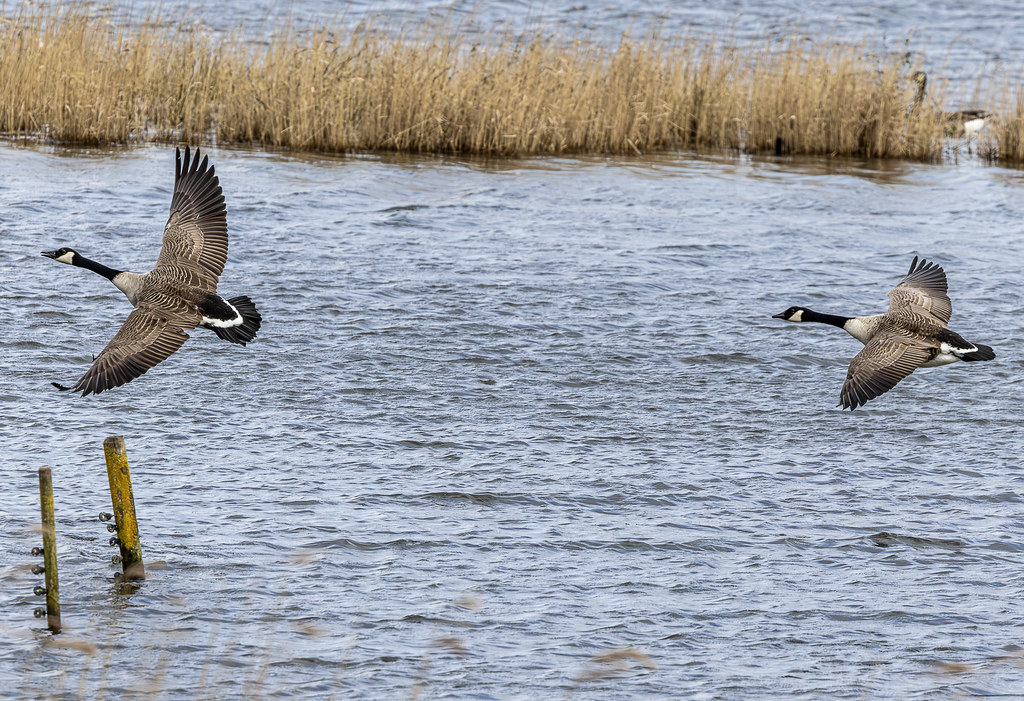 Canada Geese