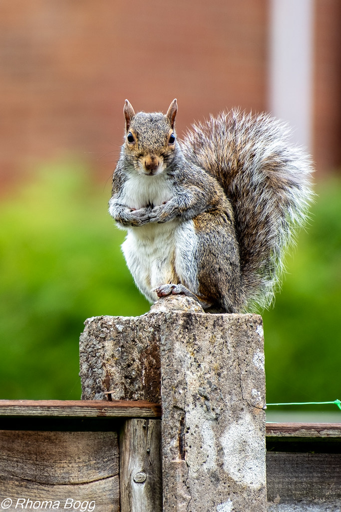 Squirrelllllllllllllllllllllll