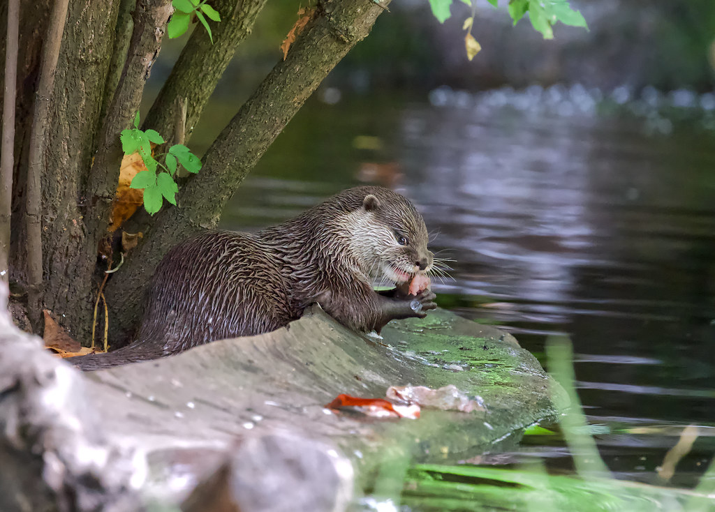 Otter