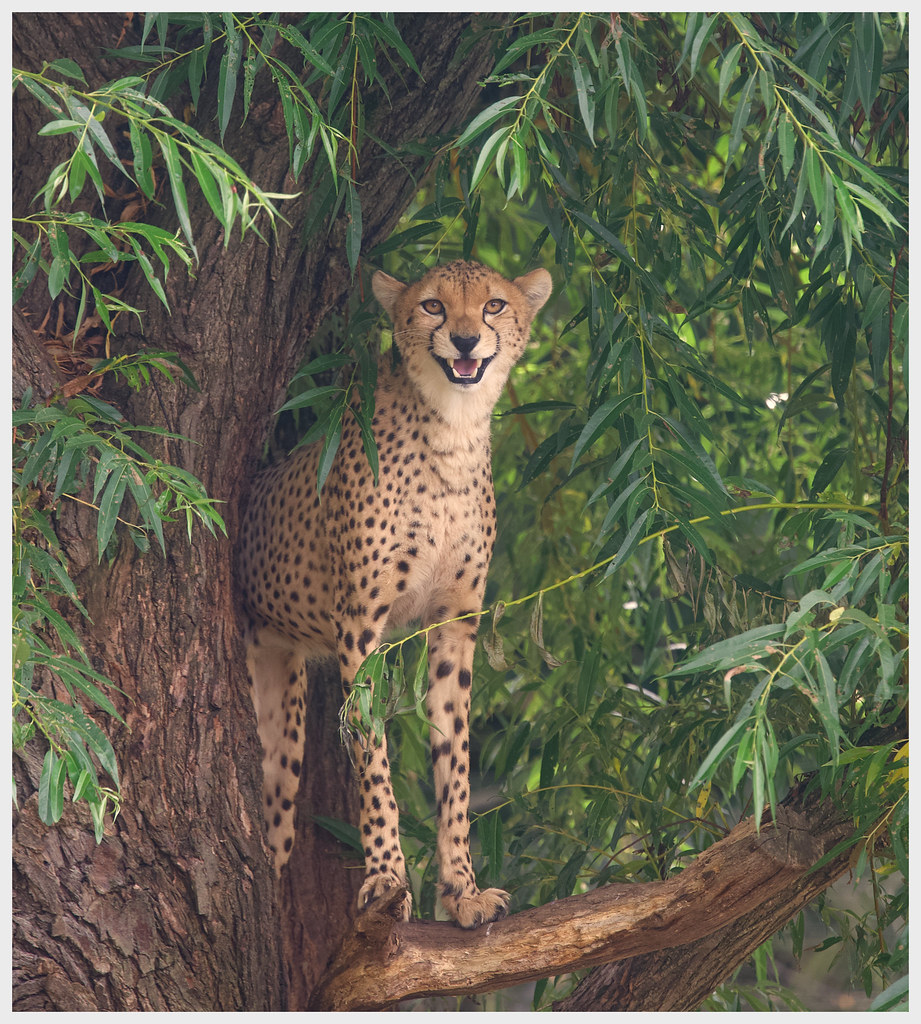 CheetahB