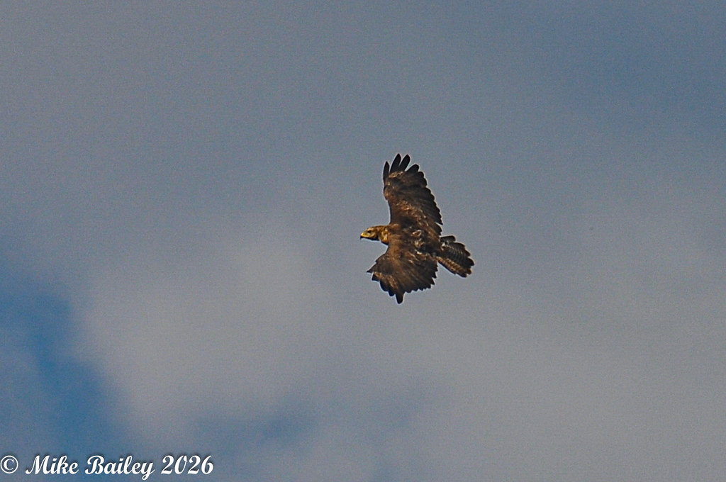 Buzzard 1-1