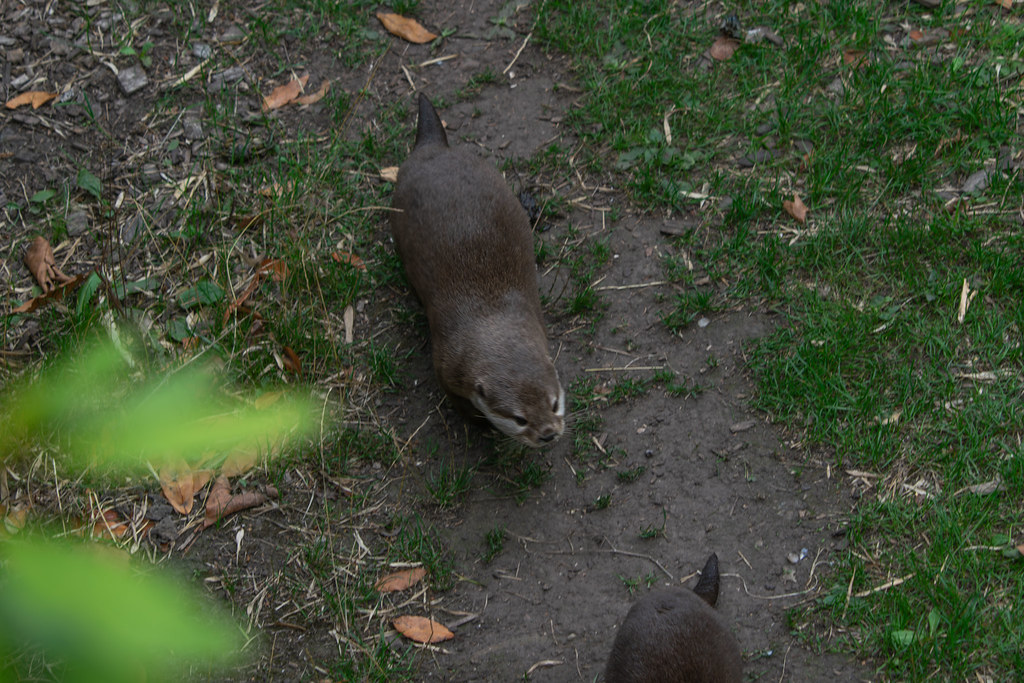 Chester Zoo