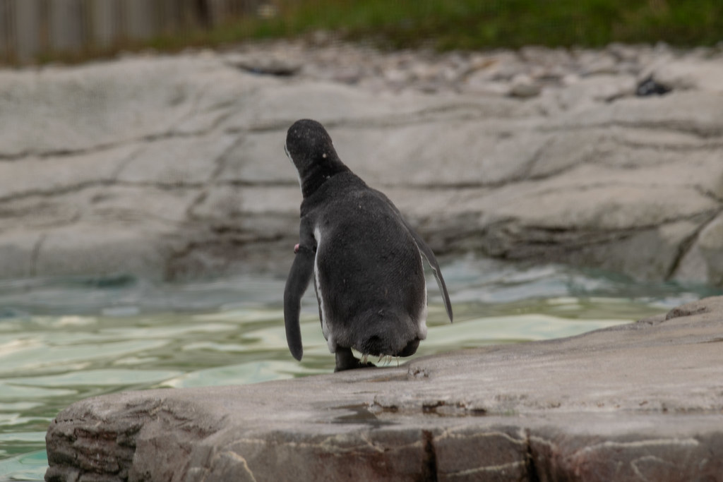Chester Zoo