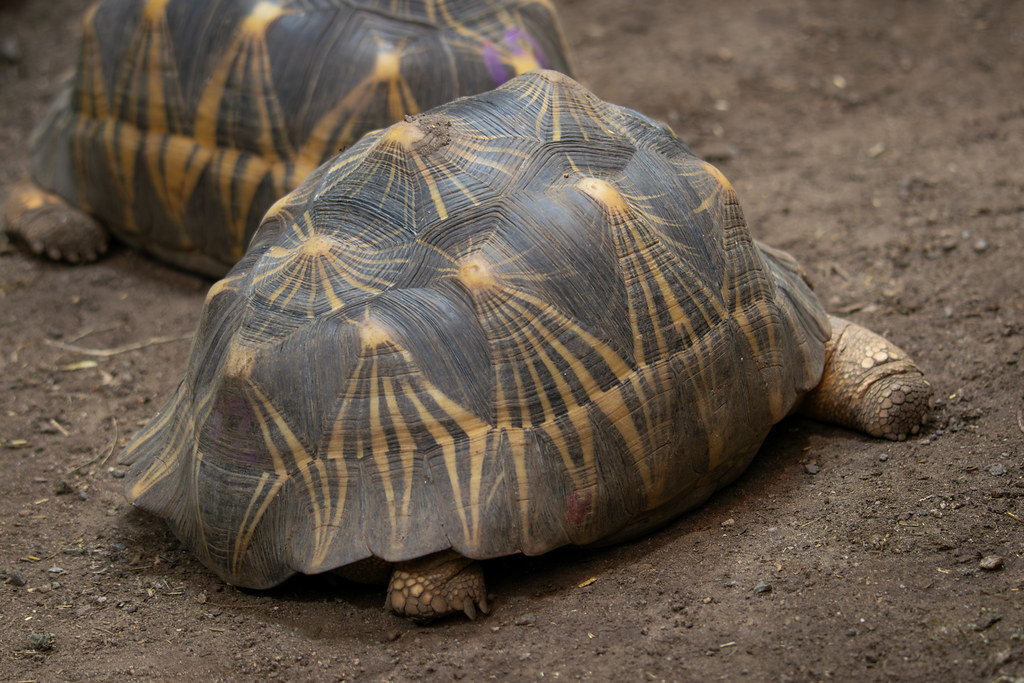 Chester Zoo