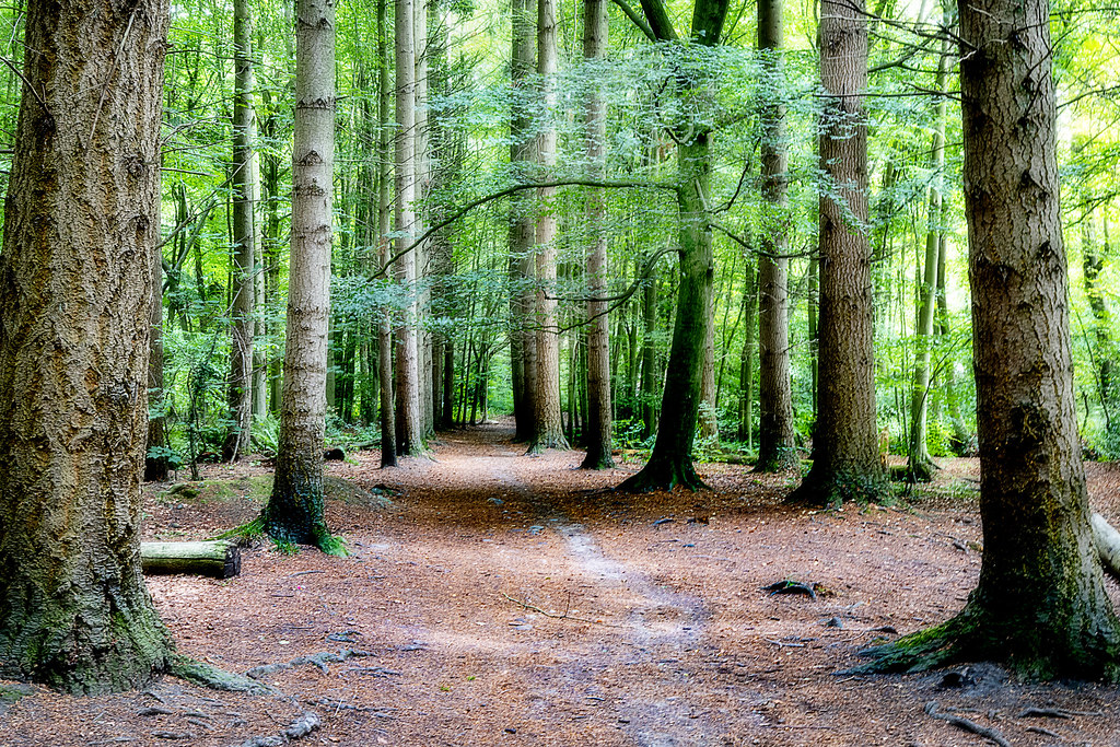 Nant Mill woodland