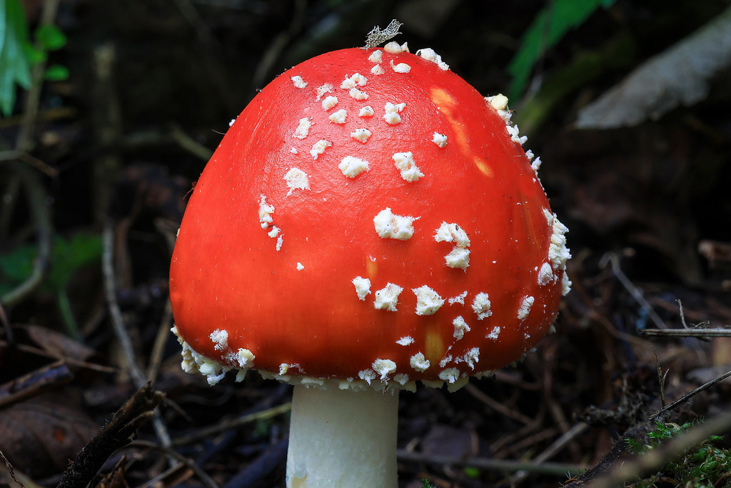 Fly Agaric