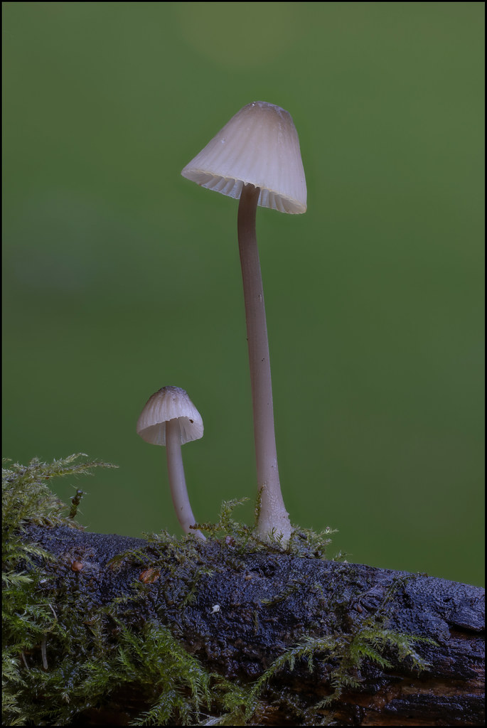 Mycena