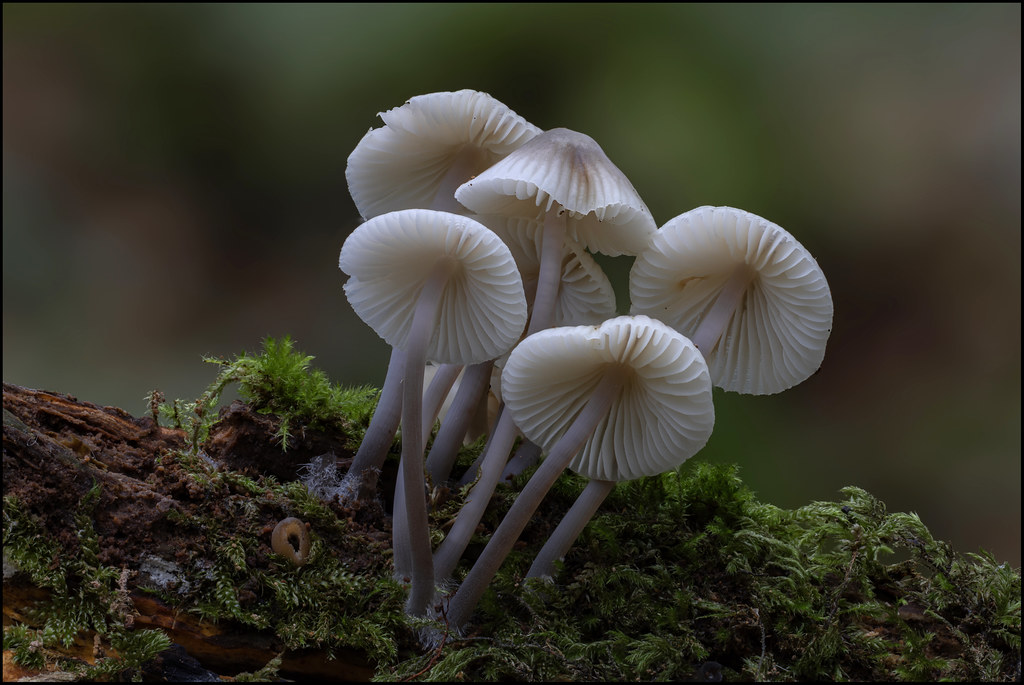Common bonnet