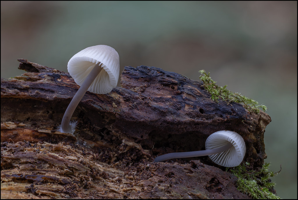 Common bonnet