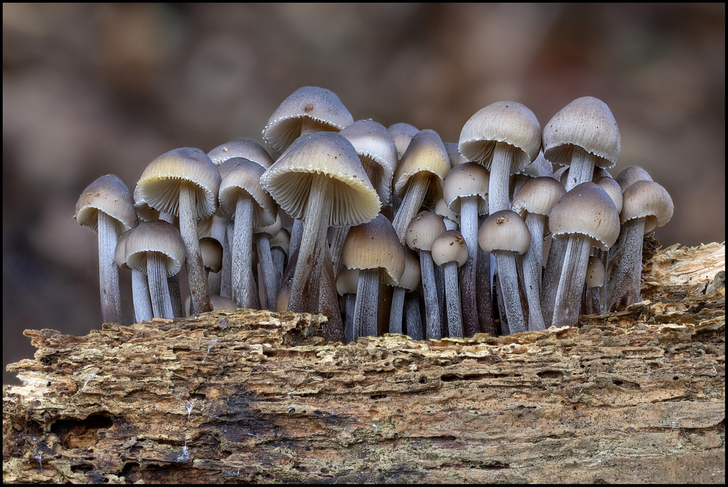 Common bonnet