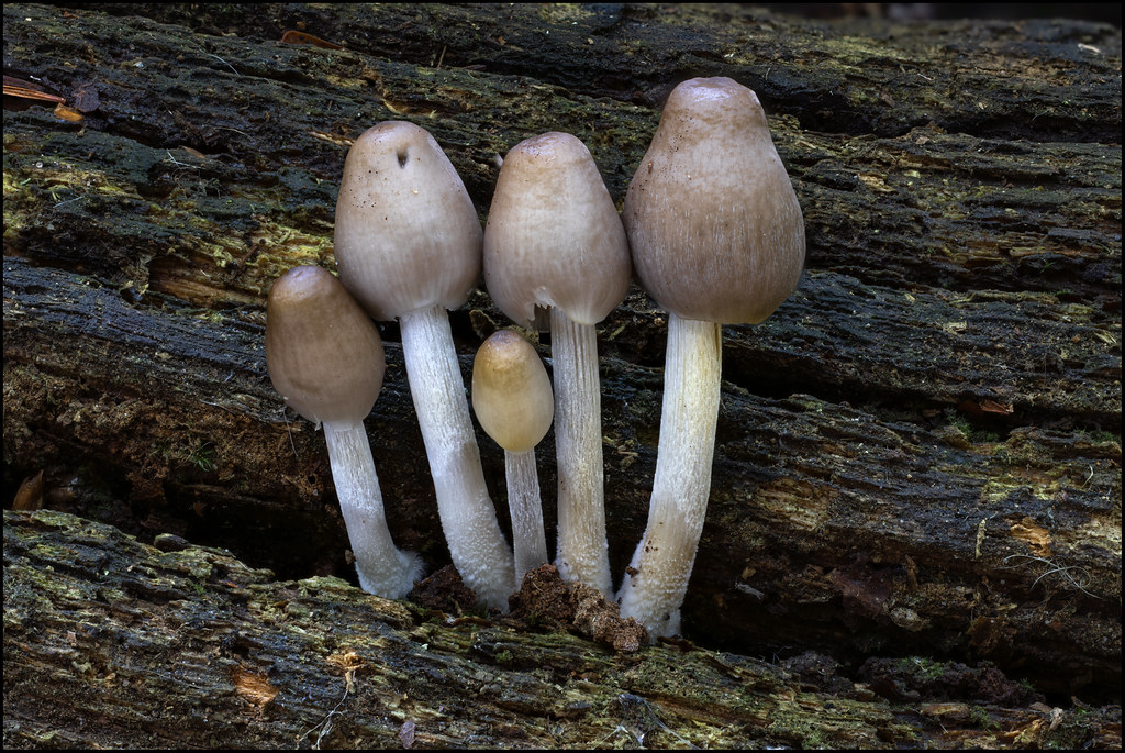 Common bonnet