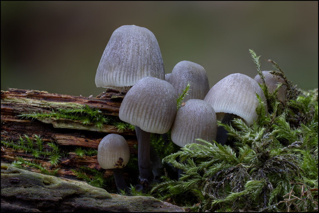 Common bonnet