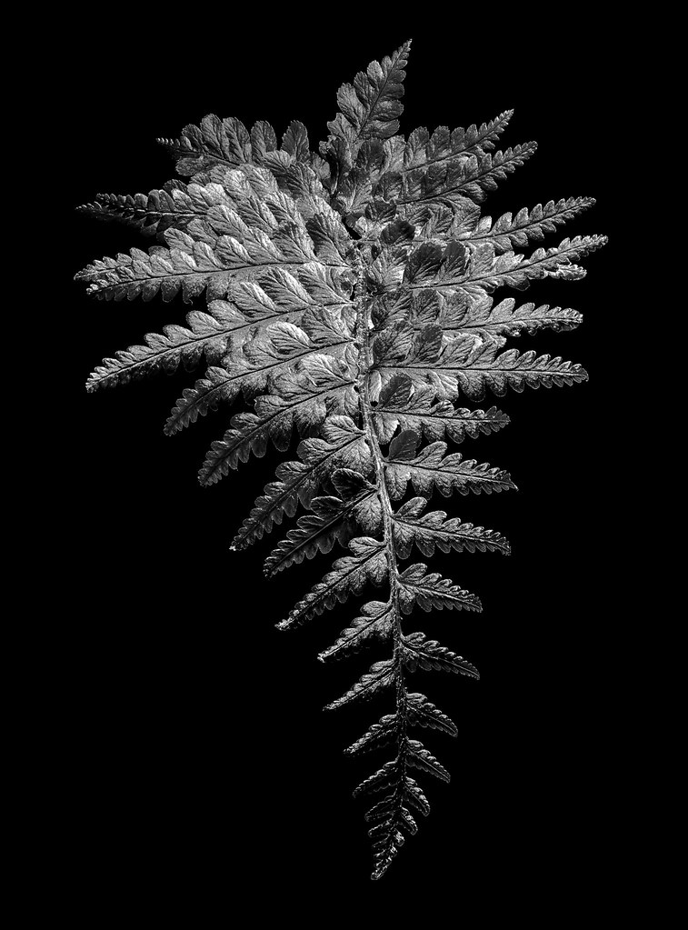 Macro fern