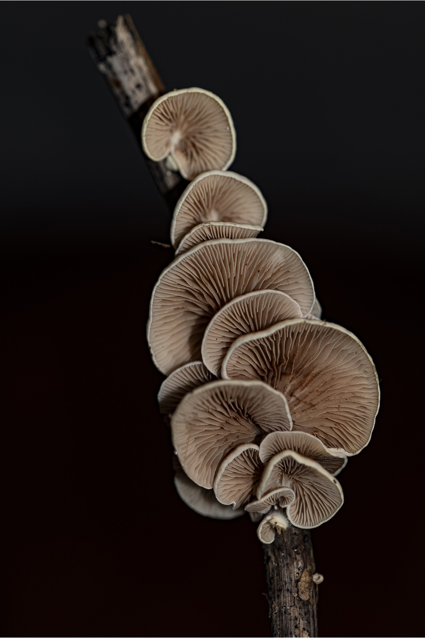 Fungi