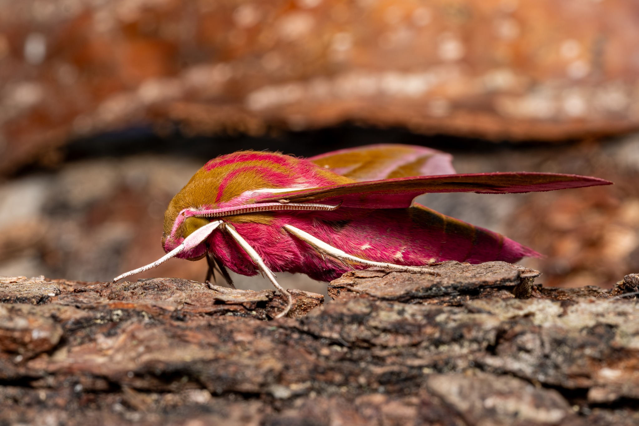 Elephant Hawk Moth