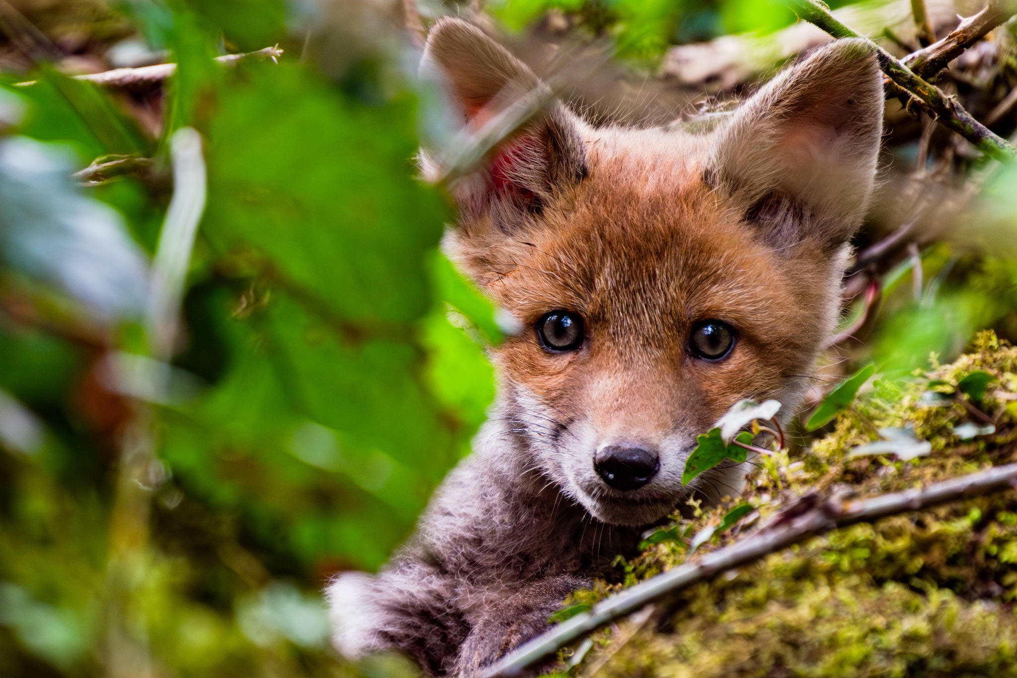 PeekaBoo