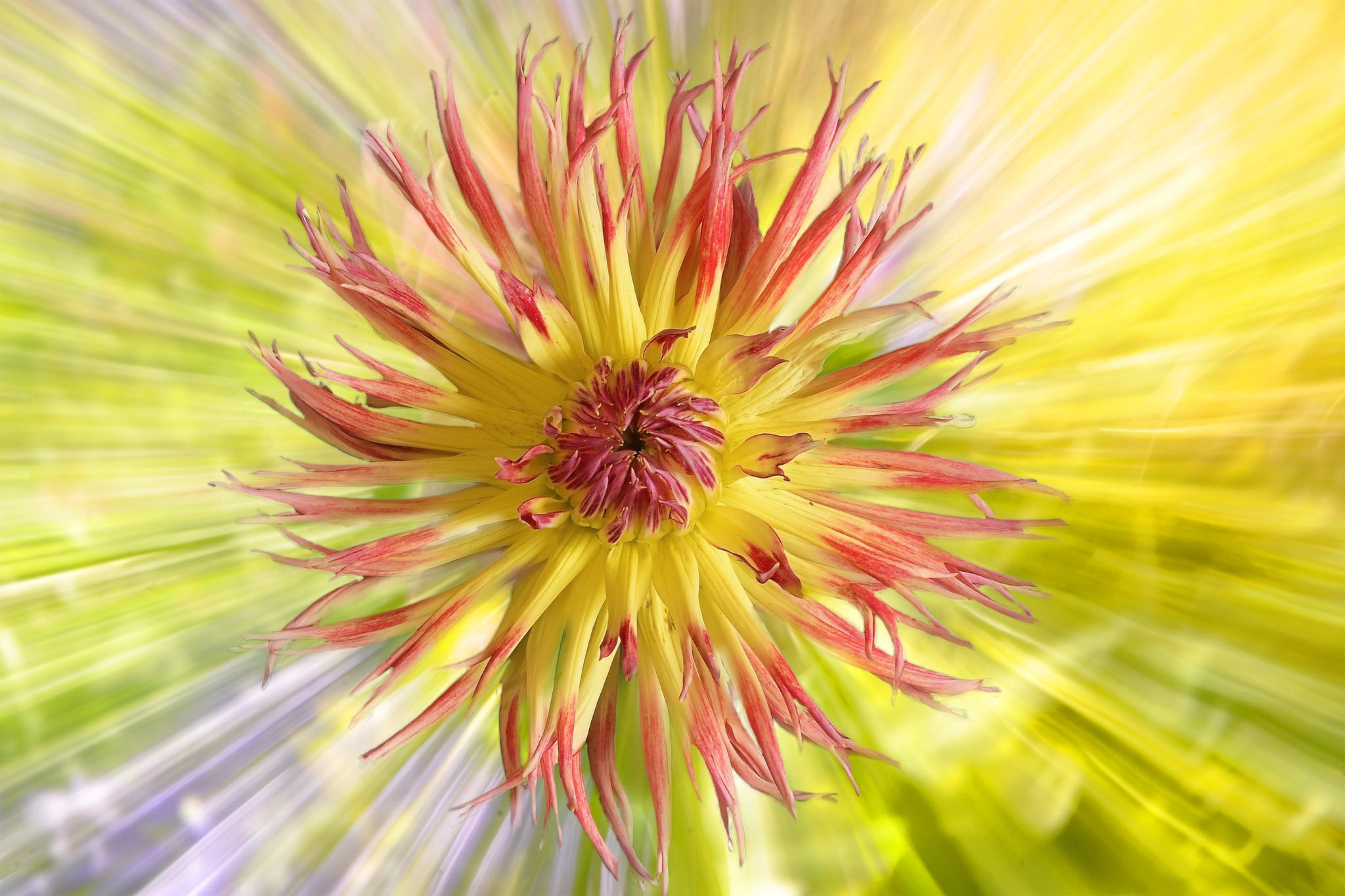 Dahlia Dazzle