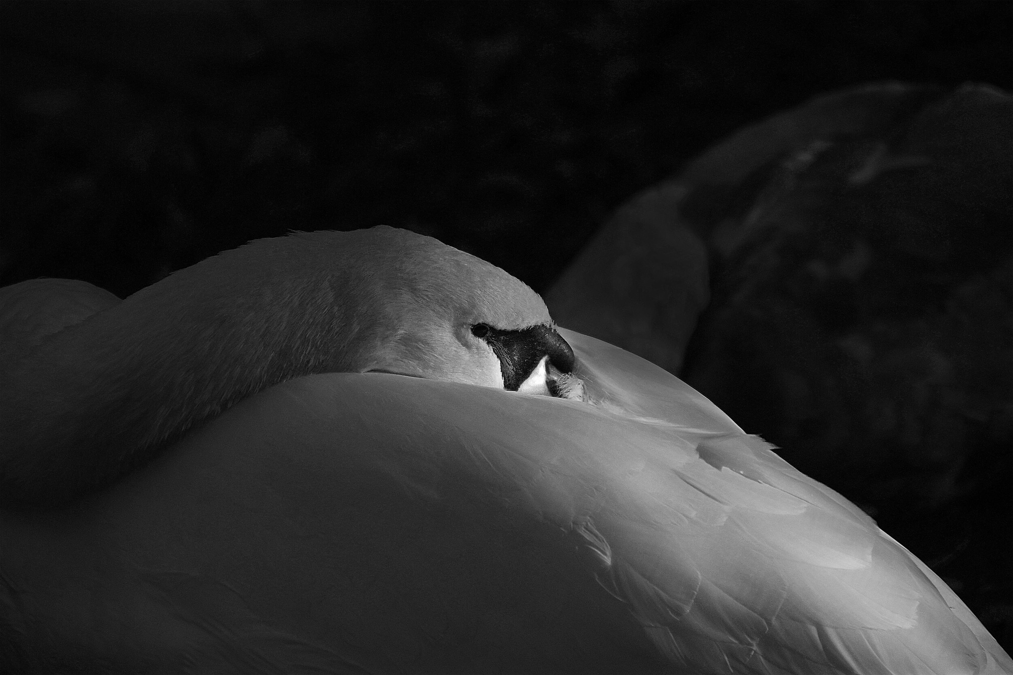 Slumber in the Shadows